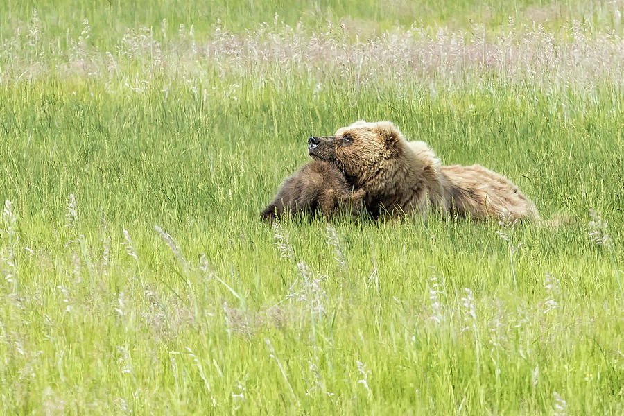Bear Cub as Head Rest Photograph by Belinda Greb