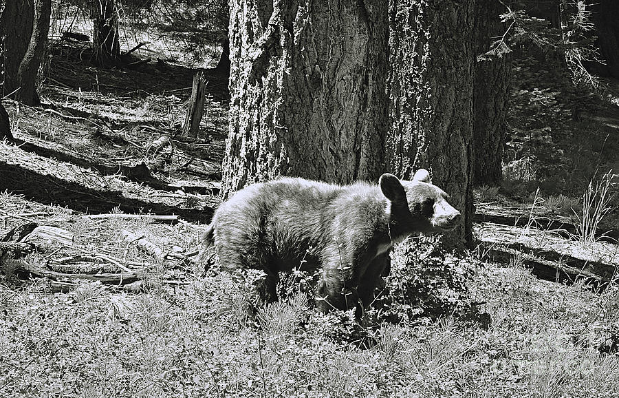Bear Cub At Trail Of 100 Trees Photograph