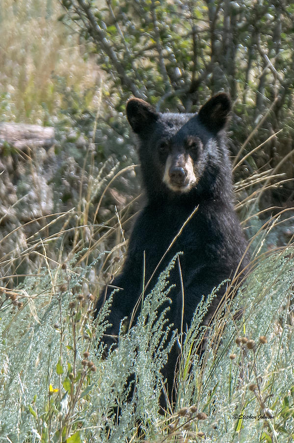 Bear Cub At Waterton Canyon Photograph by Stephen Johnson