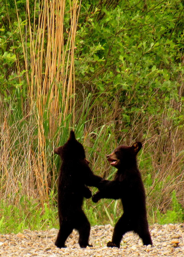 Bear Cub Boxing Photograph by Joshua Bales