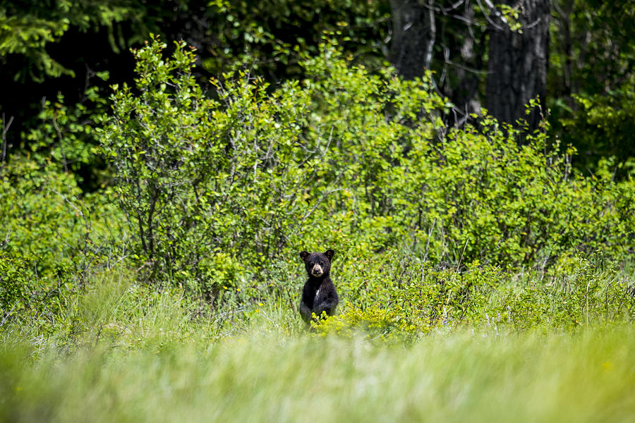 Bear Cub Photograph