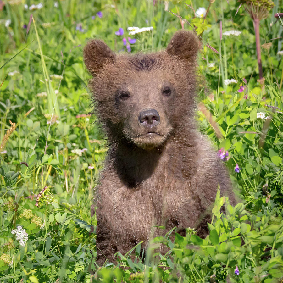 Bear Cub Cuteness Photograph by Jack Bell