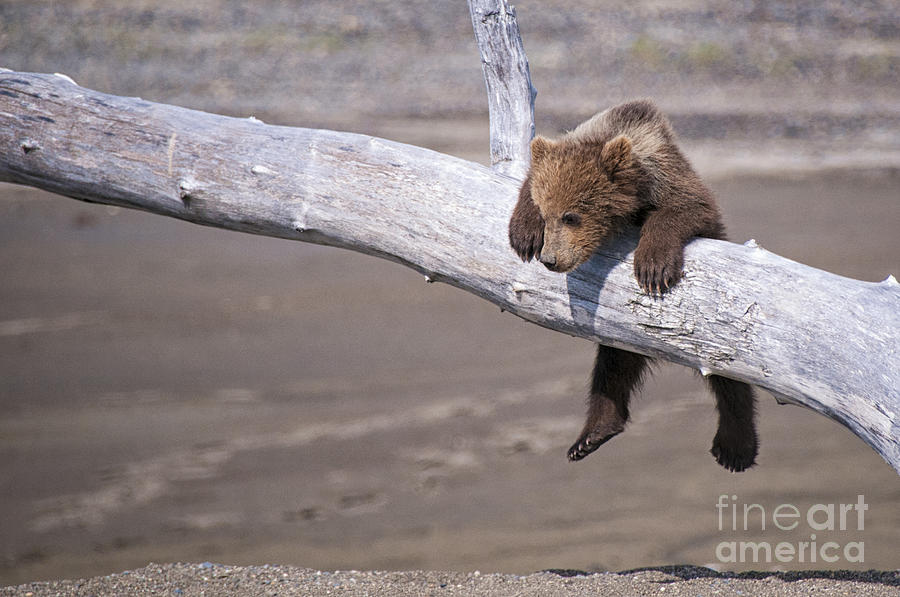 Bear Cub Hanging in There Photograph by Paulette Sinclair