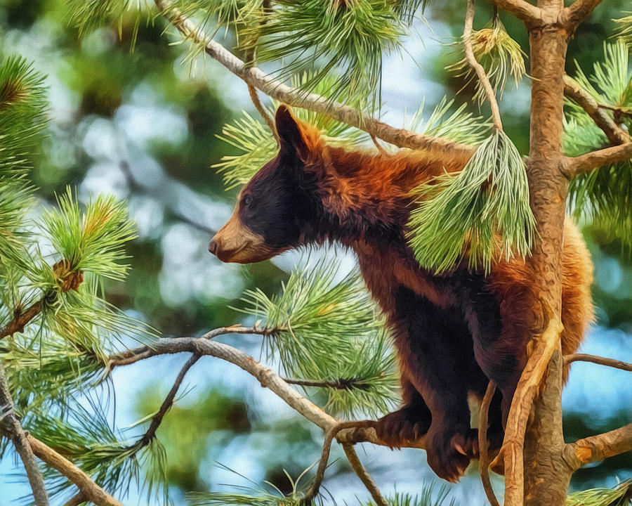 Bear Cub in a Tree 3 Digital Art by Ernest Echols
