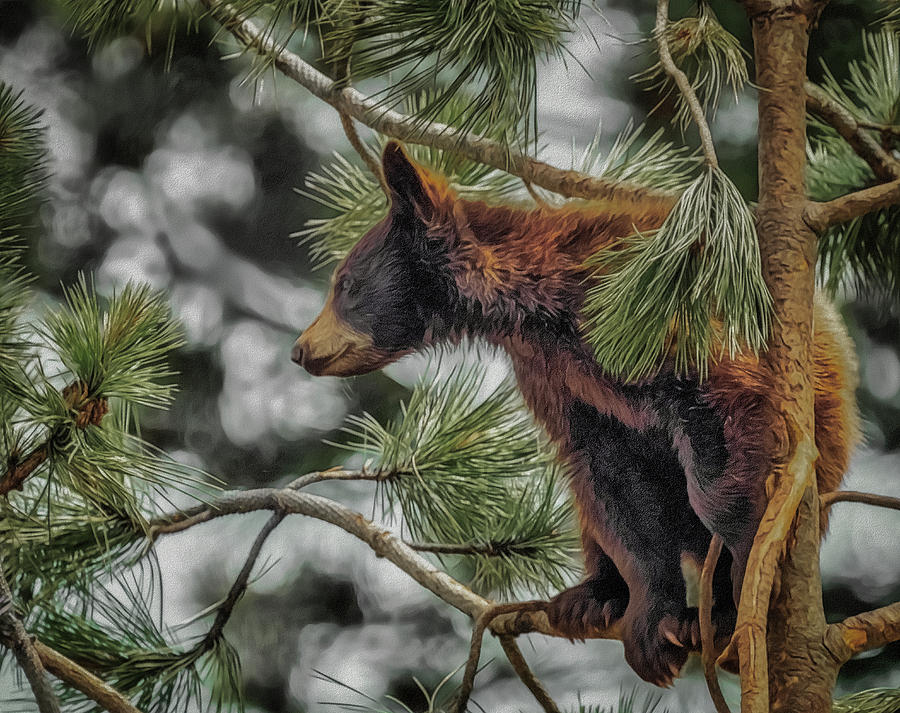 Bear Cub in a tree 3a Digital Art by Ernest Echols