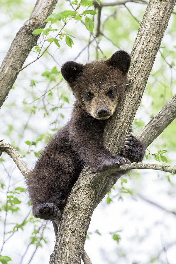 Bear cub in a tree Photograph by Kim Davidson Fine Art America