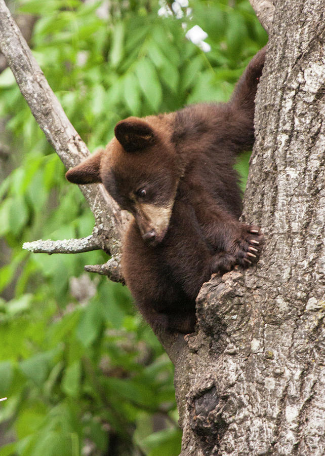 Bear Cub in a Tree looking down Photograph by Randall Nyhof
