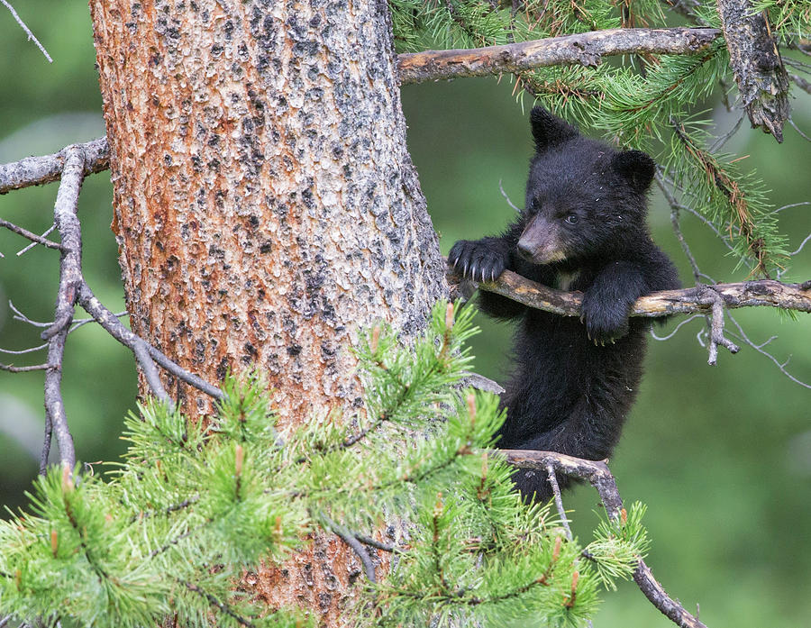 Bear Cub in a Tree Photograph by Max Waugh