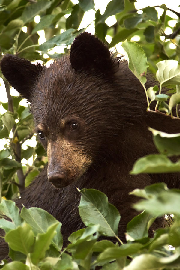 Bear Cub in Apple Tree2 Photograph by Loni Collins
