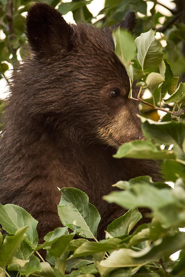 Bear Cub in Apple Tree3 Photograph by Loni Collins