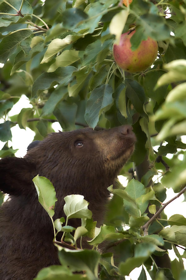 Bear Cub in Apple Tree4 Photograph by Loni Collins