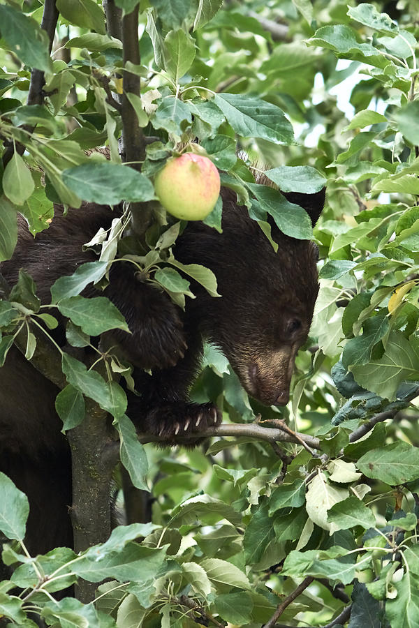 Bear Cub in Apple Tree5 Photograph by Loni Collins