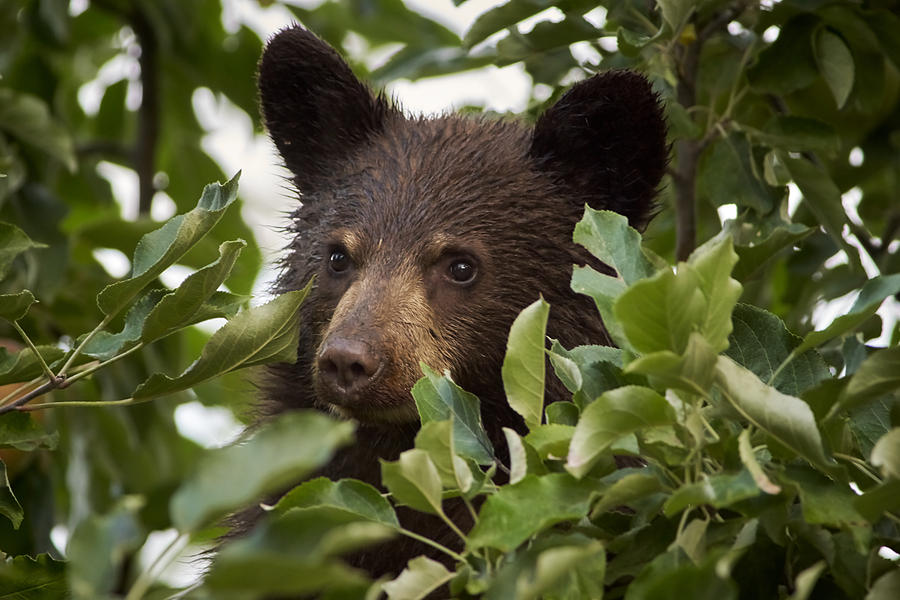 Bear Cub in Apple Tree6 Photograph by Loni Collins