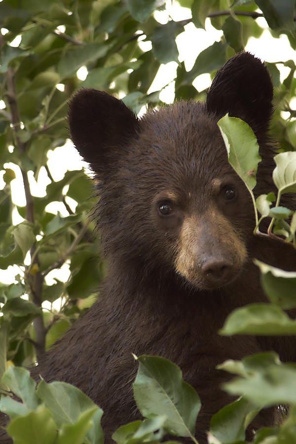 Bear Cub in Apple Tree7 Photograph by Loni Collins