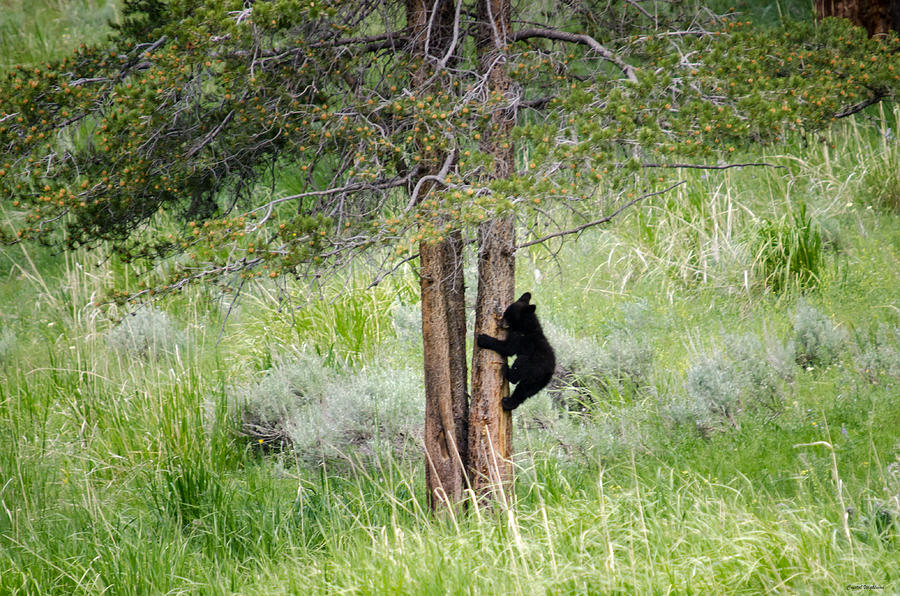 Bear cub in tree Photograph by Crystal Wightman