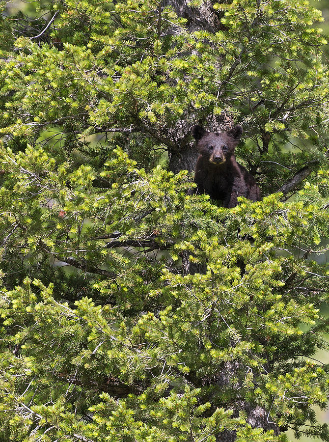 Bear Cub in Tree Photograph by Max Waugh