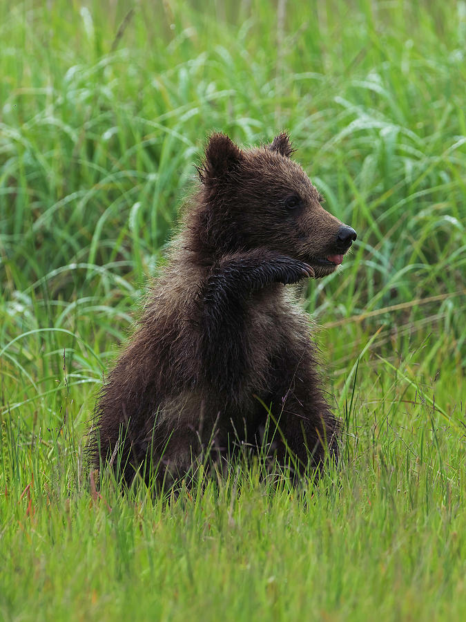 Bear Cub #1 Photograph by Ken Weber