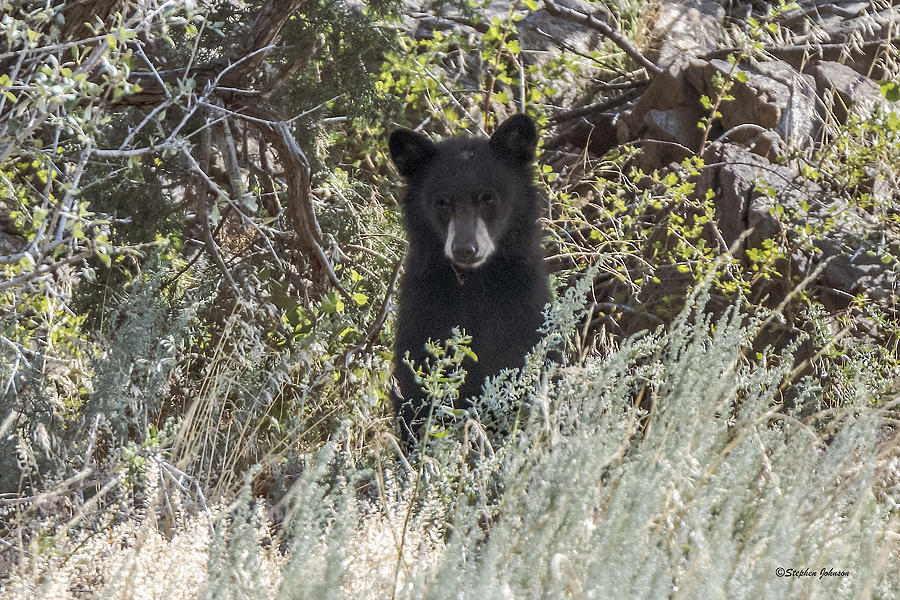 Bear Cub Looking For Mom Photograph by Stephen Johnson