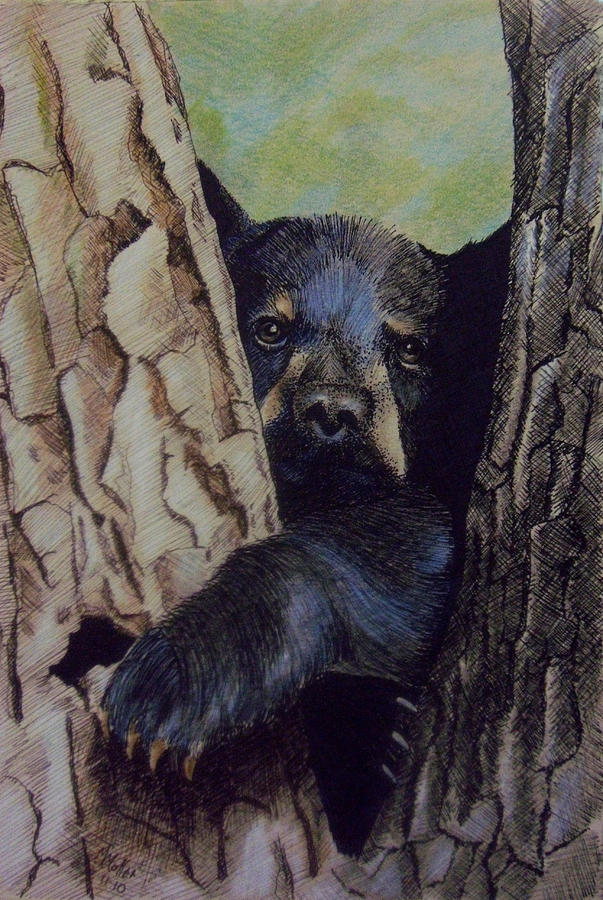 Bear Cub Drawing by Marcus Moller