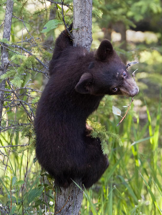 Bear cub on tree Photograph by Jack Nevitt