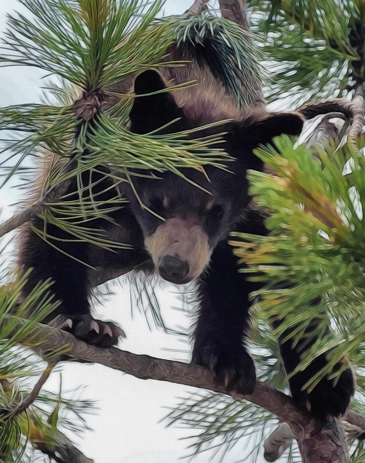 Bear Cub Playing in a Tree 2 Digital Art by Ernest Echols