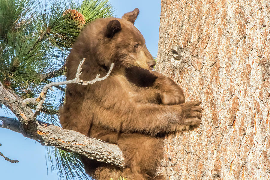 Bear Cub Stuck Up a Tree Photograph by Marc Crumpler