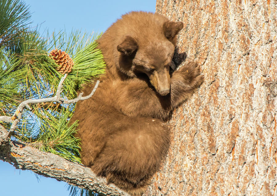 Bear Cub Up a Tree Photograph by Marc Crumpler