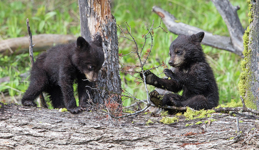 Bear Cubs at Play Photograph by Max Waugh