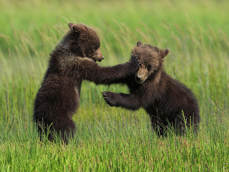 Bear Cubs #1 Photograph by Ken Weber