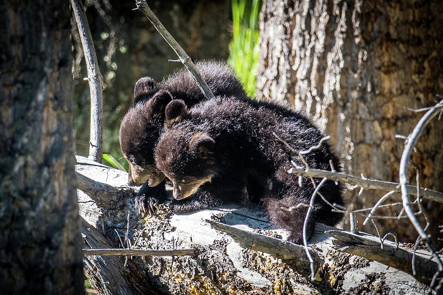 Bear Cubs Photograph by Paul Freidlund