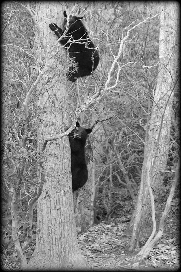 Bear Cubs Photograph by Tammy Schneider