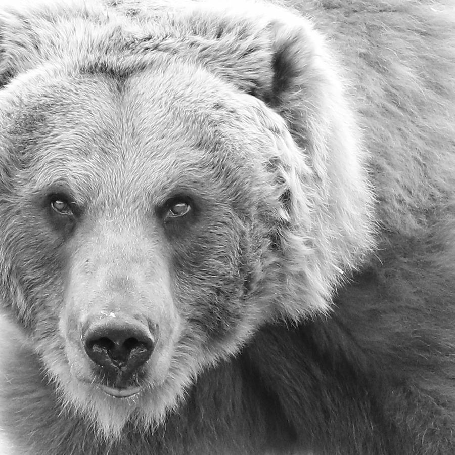 Bear Encounter Photograph by Steve McKinzie