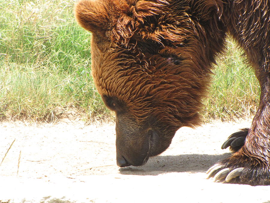 Bear Face 2 Photograph By Christopher Patton Fine Art America