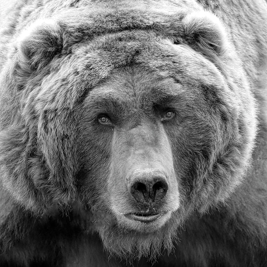 Bear Face Black and White Photograph by Steve McKinzie