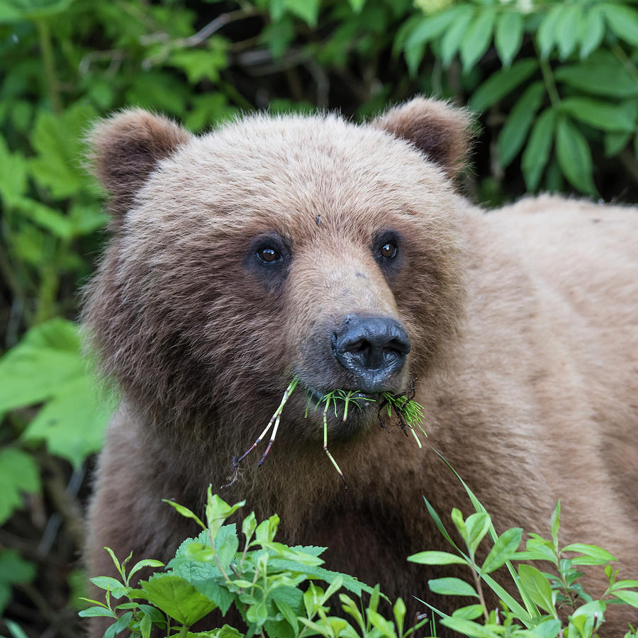 Brown Bear Photograph - Bear Face by Ian Johnson