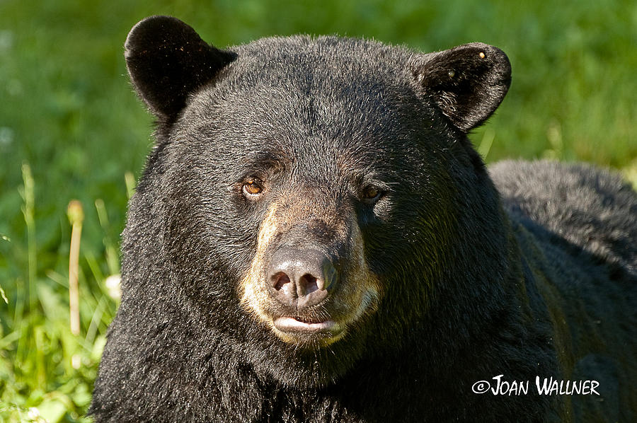 Bear Face Photograph by Joan Wallner