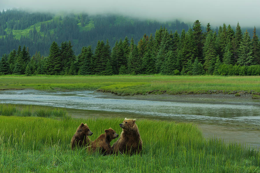 Bear Family #1 Photograph by Ken Weber