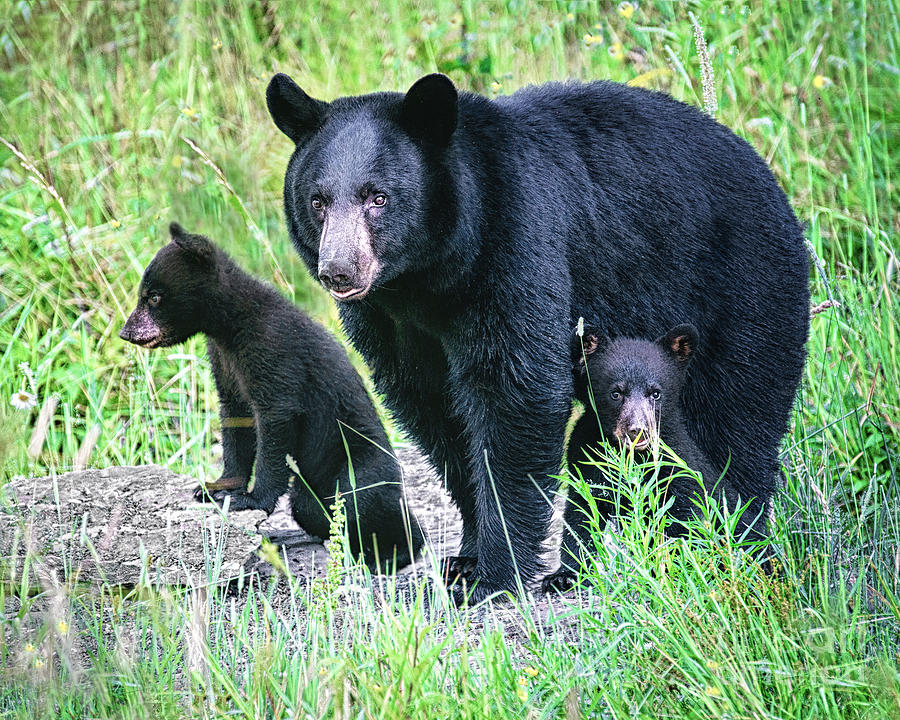 Black Bear Family at Rock Photograph by Timothy Flanigan