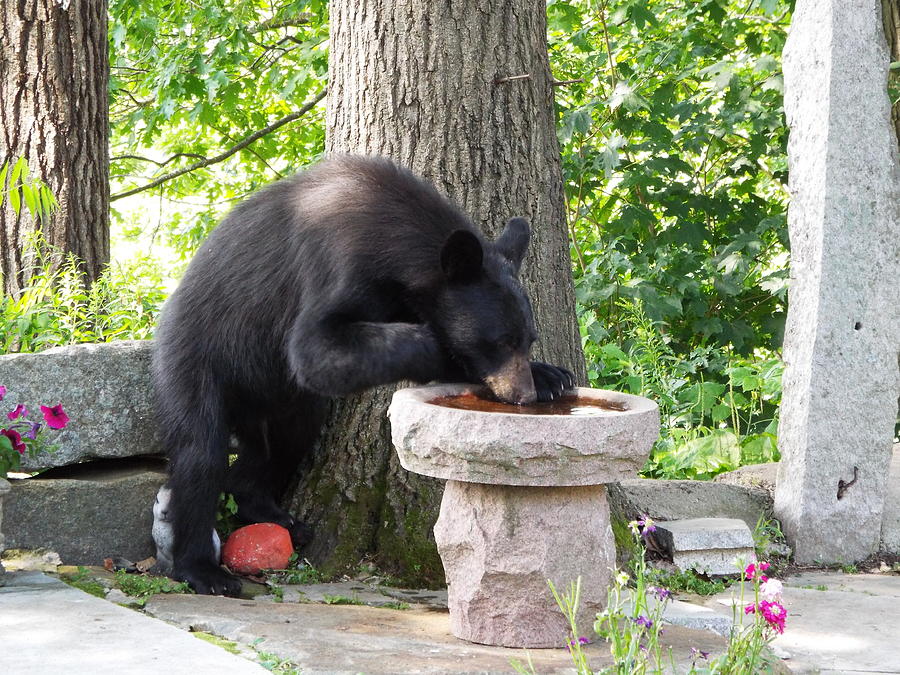 Bear Fountain Photograph By Cheryl King