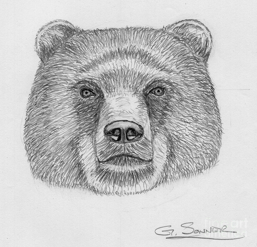 Bear Drawing by George Sonner