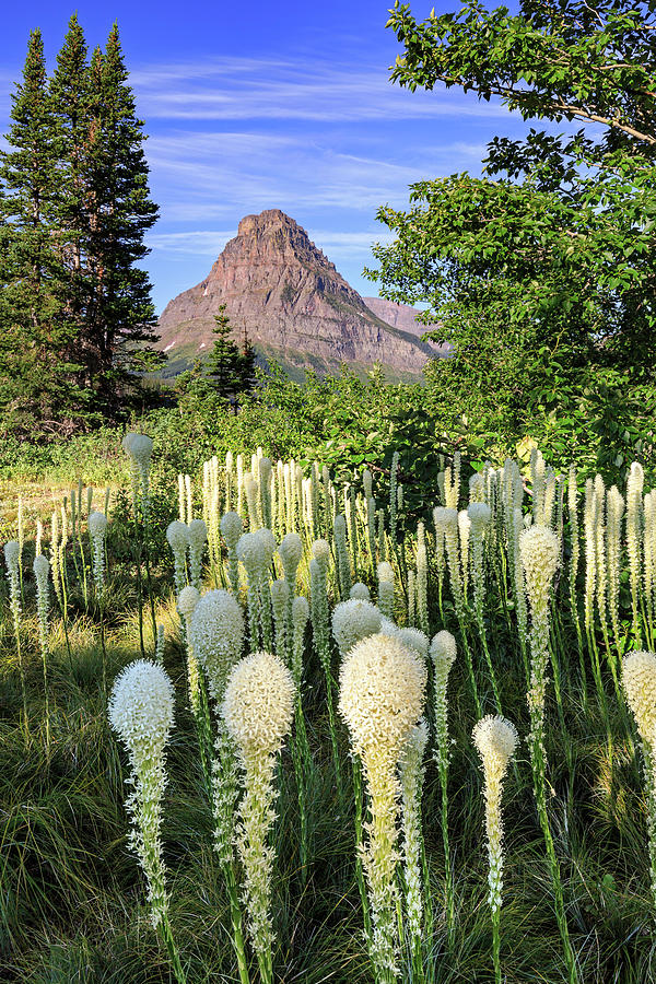 Bear Grass at Two Medicine Photograph by Jack Bell