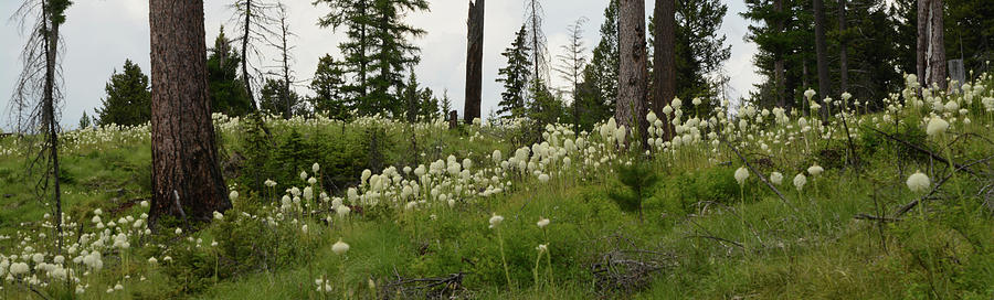 Bear Grass Explosion Photograph by Whispering Peaks Photography