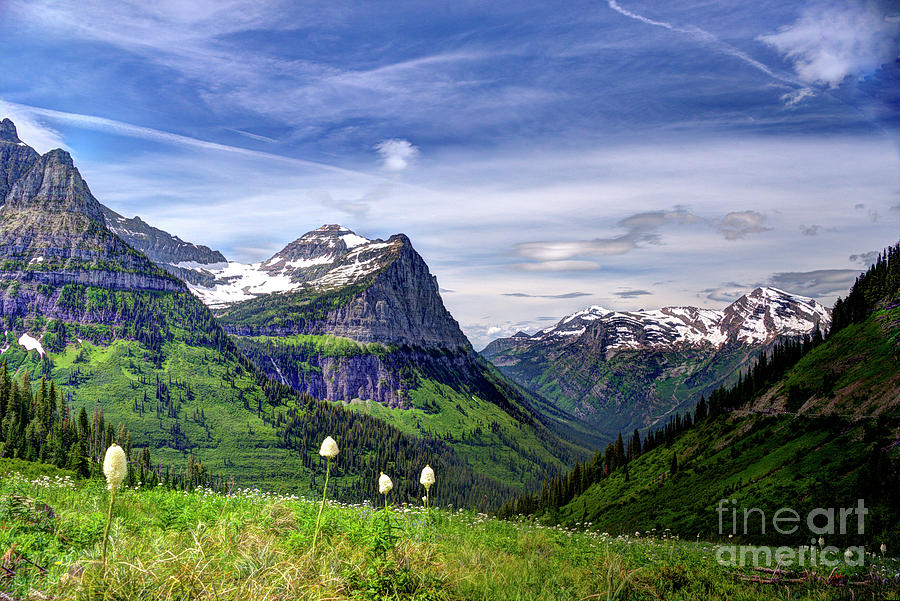 Beargrass in Glacier National Park Photograph by Jean Hutchison