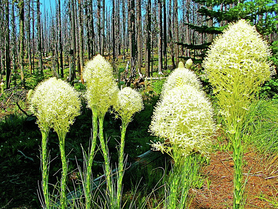 Bear Grass near Highway 126 West of Sisters, Oregon Photograph by Ruth Hager