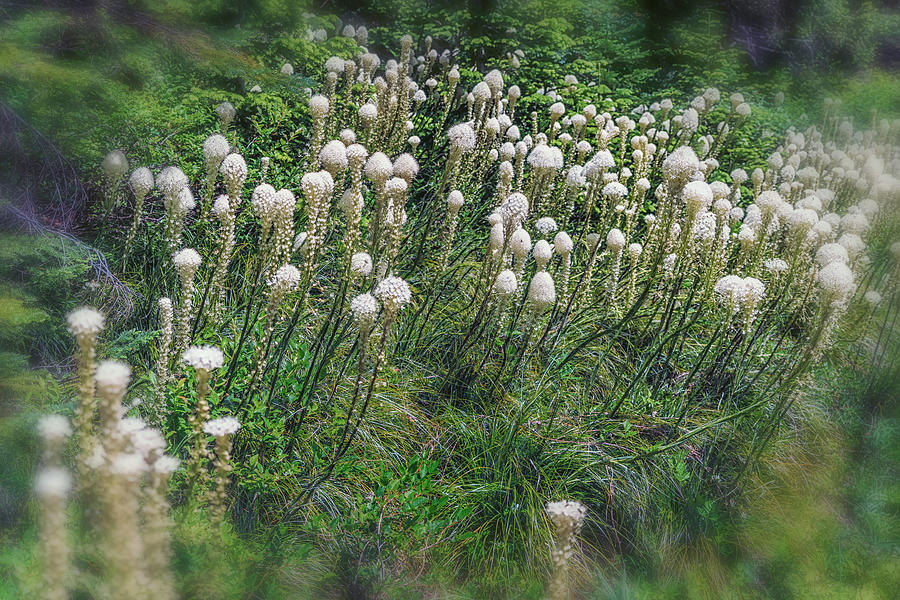 Bear Grass Near Mt Hood OR DSC05413 Photograph by Greg Kluempers