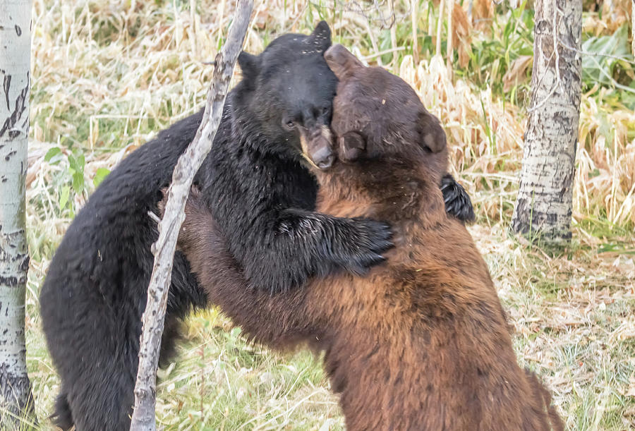 Bear Hug Photograph by Marc Crumpler