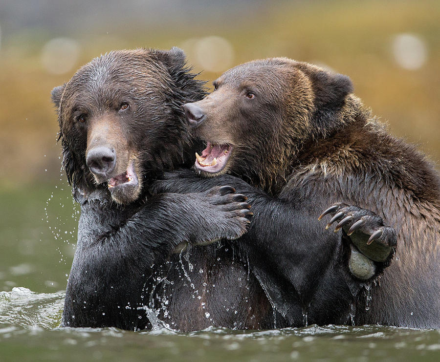 Bear Hug Photograph by Max Waugh