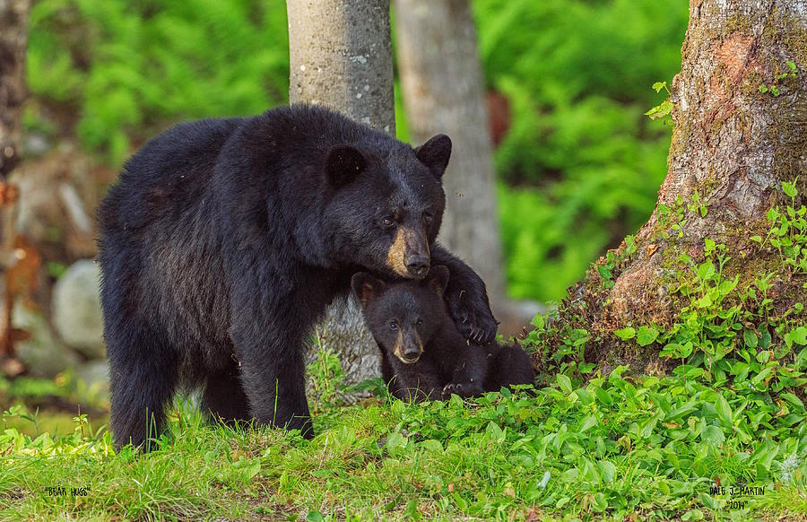 Bear Hugs by Dale J Martin Bear Hugs by Dale J Martin