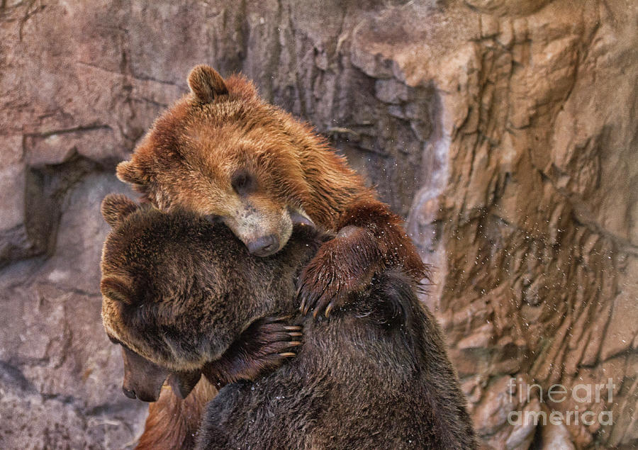 Bear hugs  Photograph by Ruth Jolly