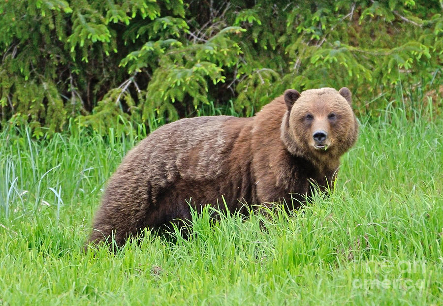 Bear in Alaska Photograph by Tom Wurl